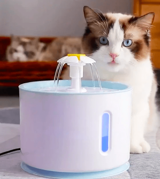Cat Water Fountain