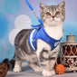 Kitten Harness and Leash Set for Cats