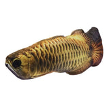 Fish Cat Toy