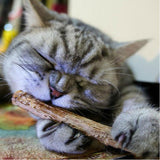Matatabi Dental Sticks